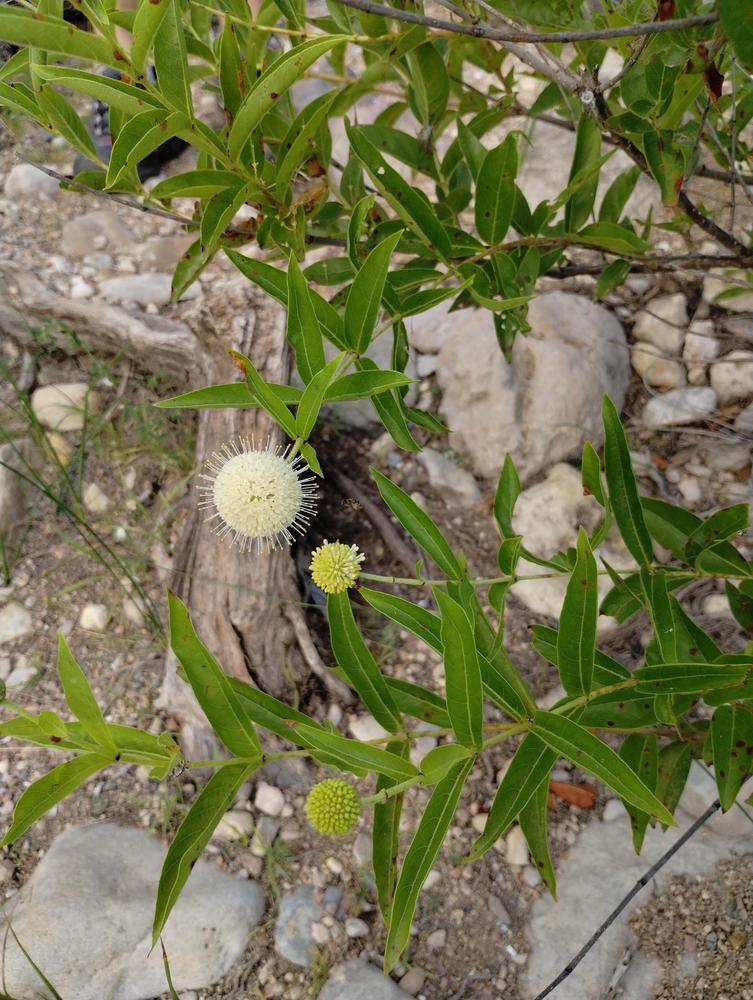Photo of Buttonbush (Cephalanthus occidentalis) uploaded by christinereid54