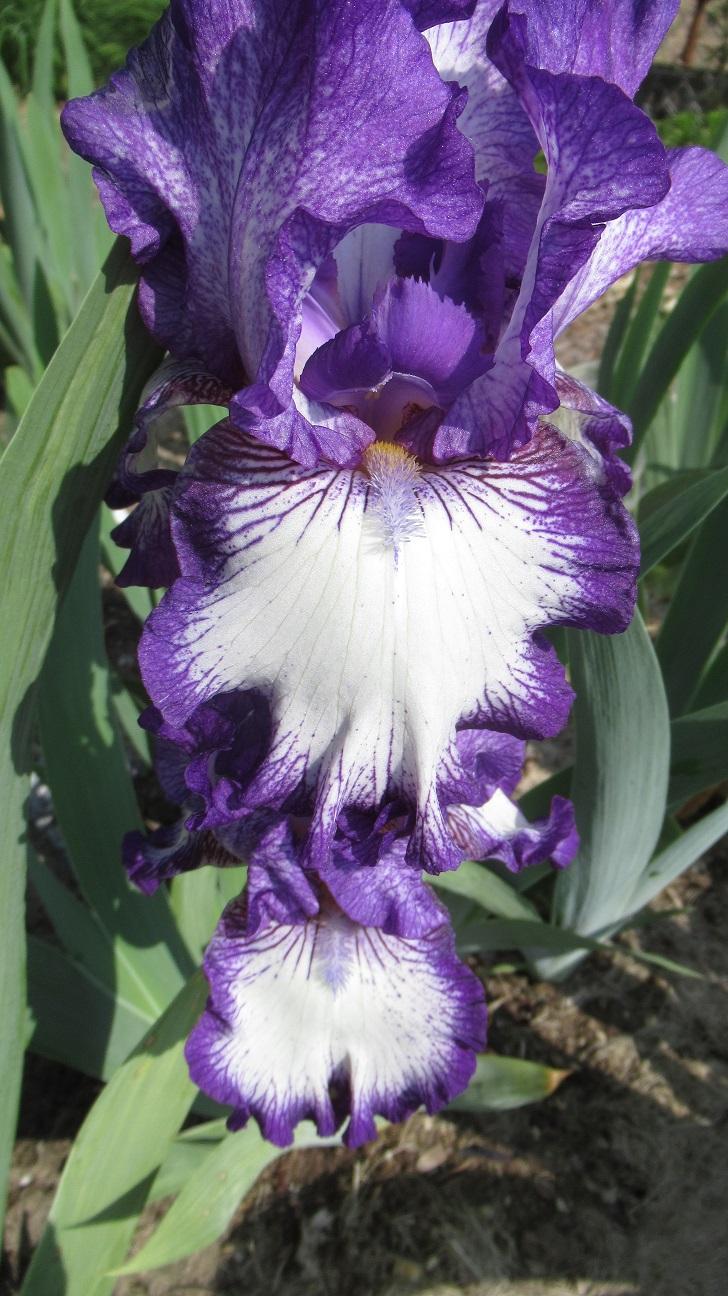 Photo of Tall Bearded Iris (Iris 'Art Deco') uploaded by gardenglassgems