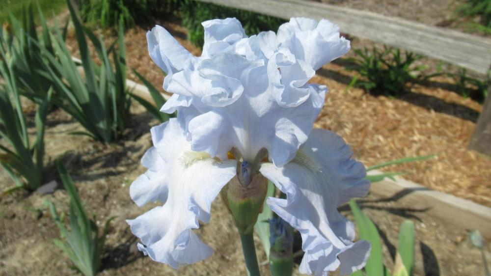 Photo of Tall Bearded Iris (Iris 'Absolute Treasure') uploaded by gardenglassgems