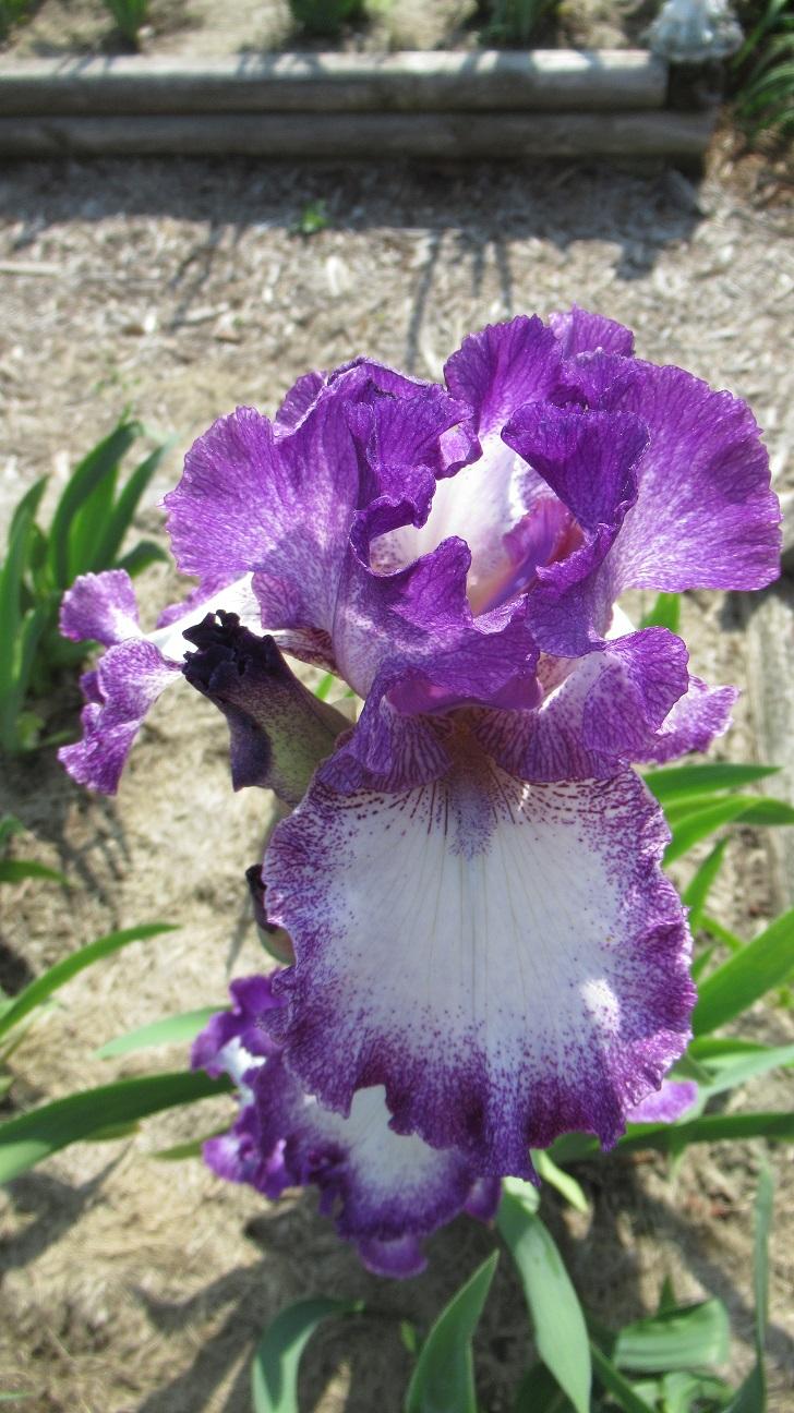 Photo of Tall Bearded Iris (Iris 'Mariposa Autumn') uploaded by gardenglassgems
