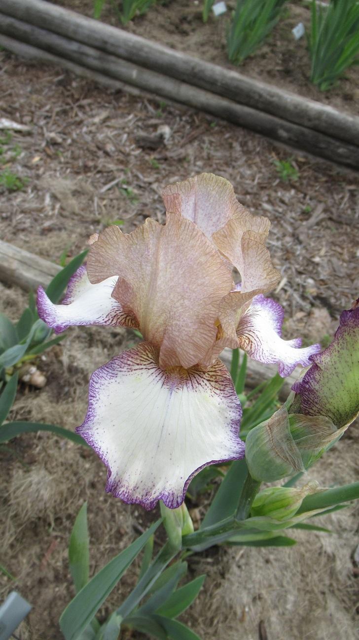 Photo of Tall Bearded Iris (Iris 'Las Vegas') uploaded by gardenglassgems