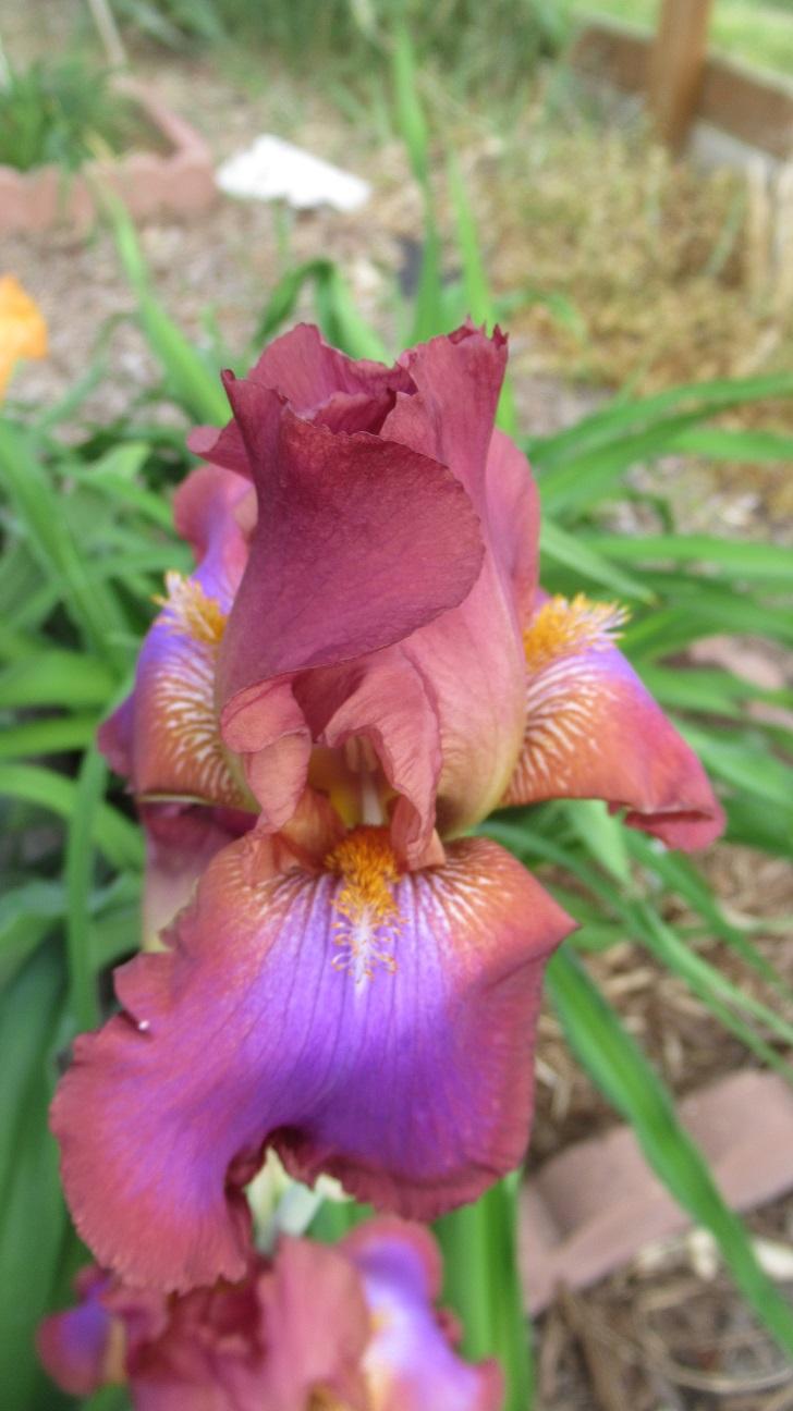 Photo of Tall Bearded Iris (Iris 'Xanthippe's Halo') uploaded by gardenglassgems