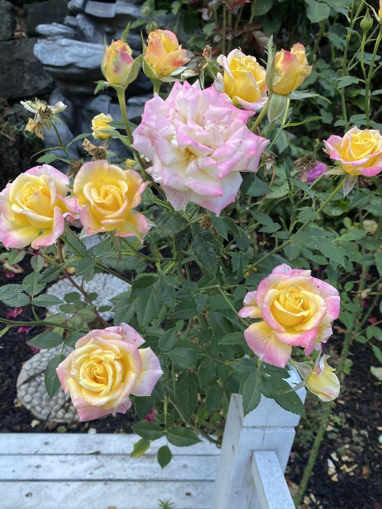 Photo of Rose (Rosa 'Bees Knees') uploaded by Newgreen