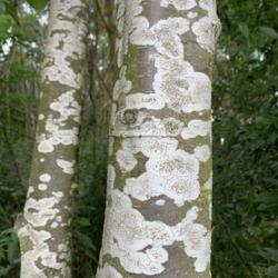 Location: Morpeth, Northumberland UK
Date: 2023-07-25
Alder trunks are often covered in lichens
