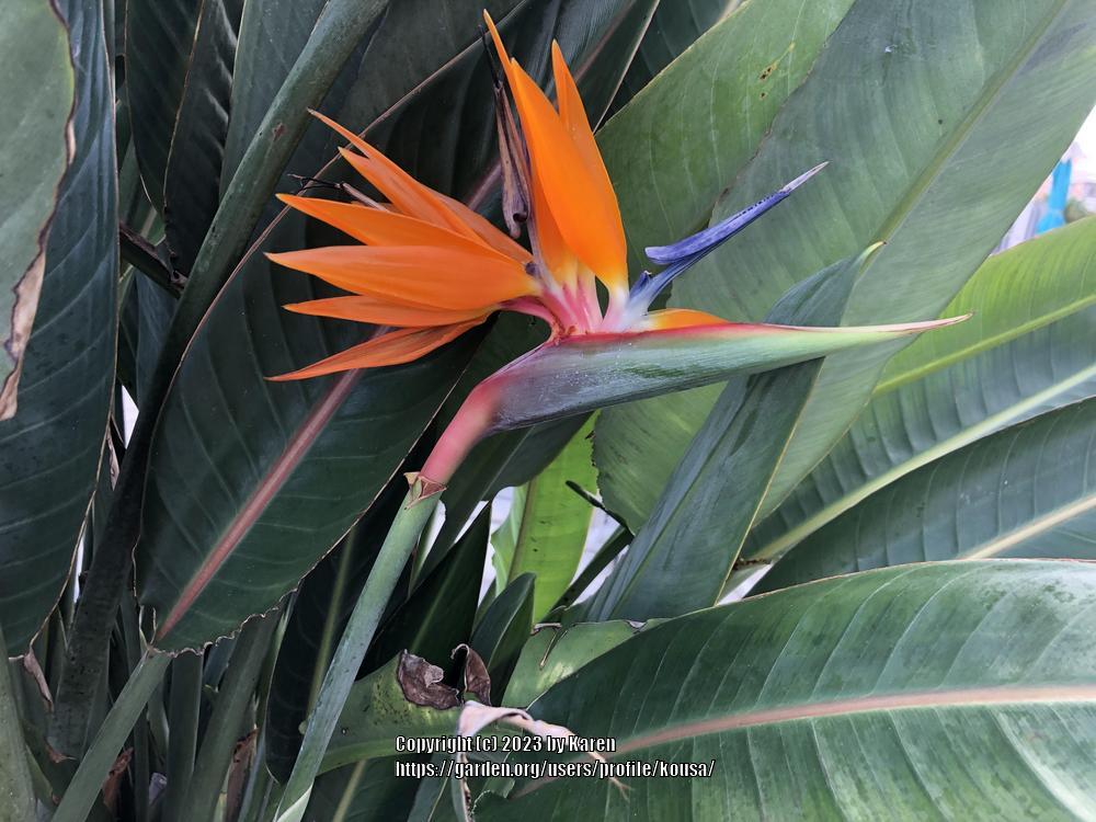 Photo of Bird of Paradise (Strelitzia reginae) uploaded by kousa