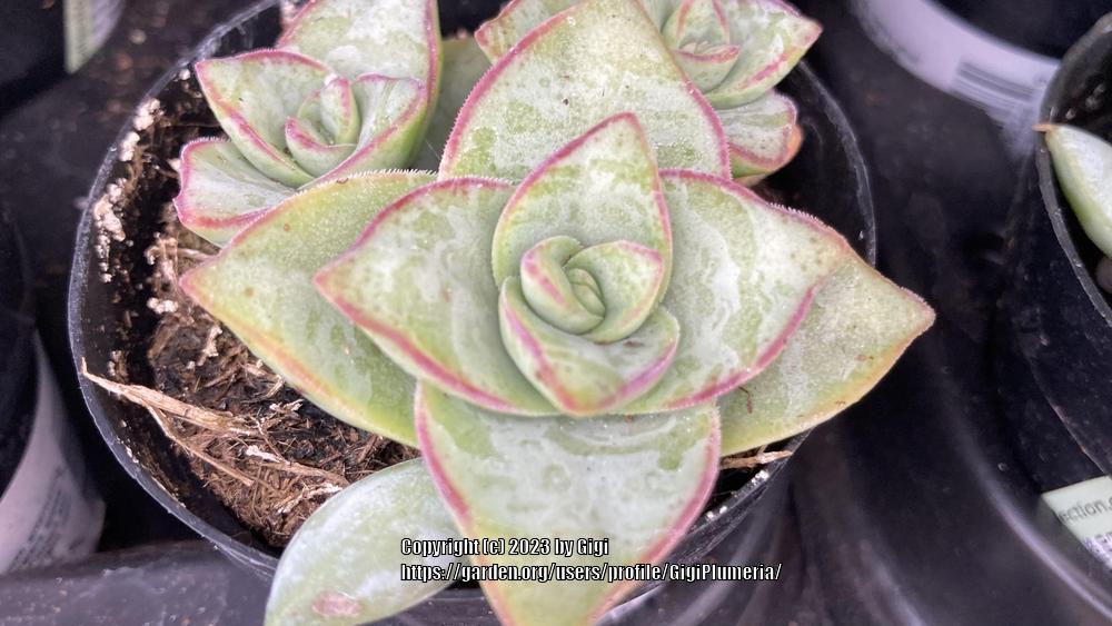 Photo of String of Buttons (Crassula perforata) uploaded by GigiPlumeria