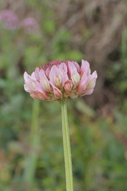 Photo of Alsike Clover (Trifolium hybridum) uploaded by RuuddeBlock