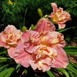 Location: Eagle Bay, New York
Date: 2023-07-23
Daylily (Hemerocallis 'Spotted Fever') three of a kind...