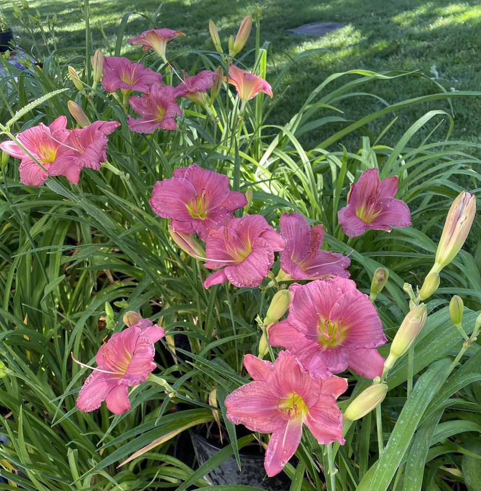 Photo of Daylily (Hemerocallis 'Coming Up Roses') uploaded by gnafziger