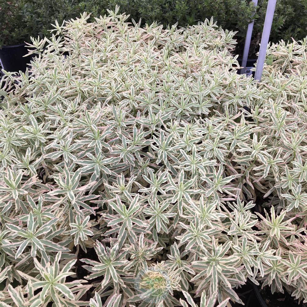 Photo of Cushion Spurge (Euphorbia epithymoides 'First Blush') uploaded by BlueOddish