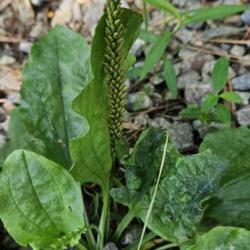 Location: Aberdeen, NC Pages Lake park (westside trail)
Common Plantain # 519; RAB p. 975, 172-1-5;  AG p. 423, 83-1-2, "