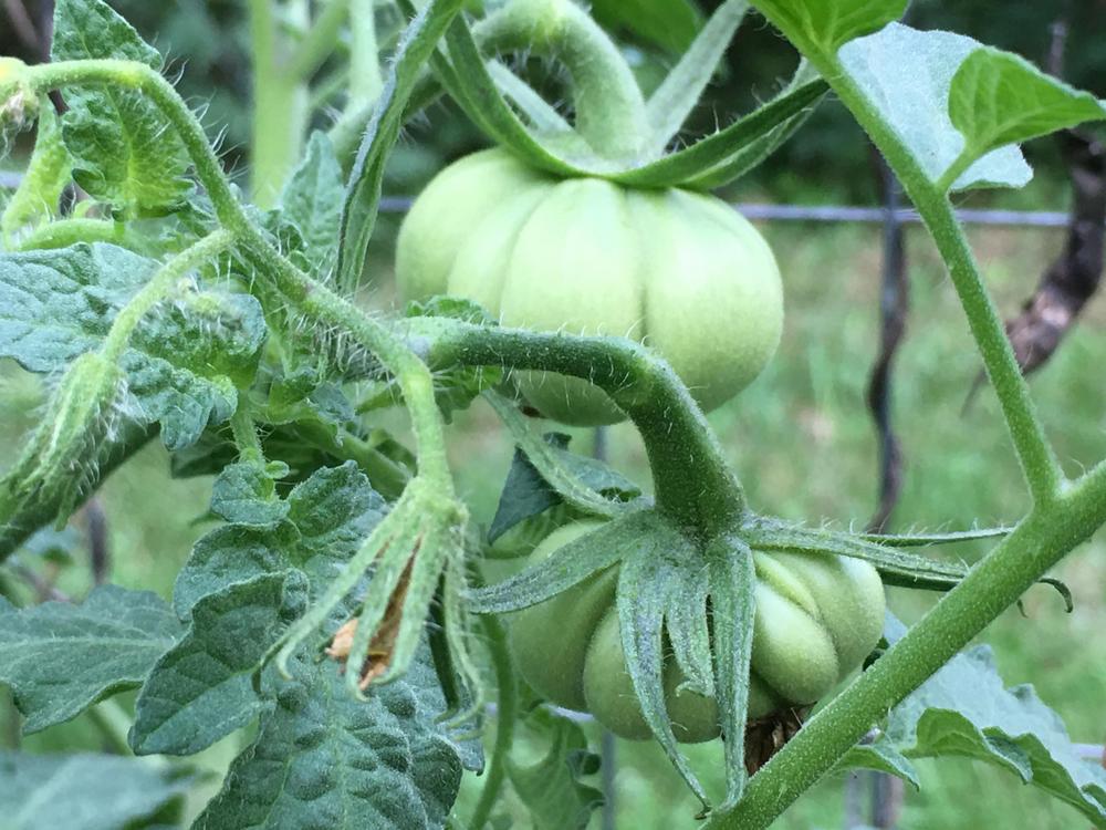 Photo of Tomato (Solanum lycopersicum 'Zapotec') uploaded by antsinmypants