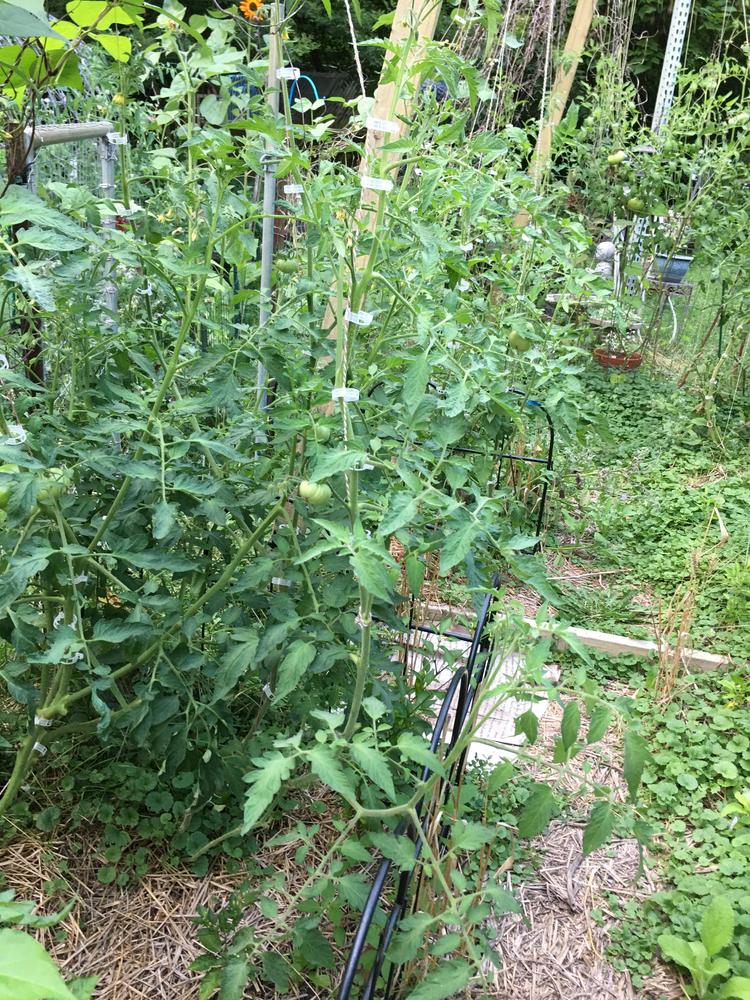 Photo of Tomato (Solanum lycopersicum 'Big Rainbow') uploaded by antsinmypants
