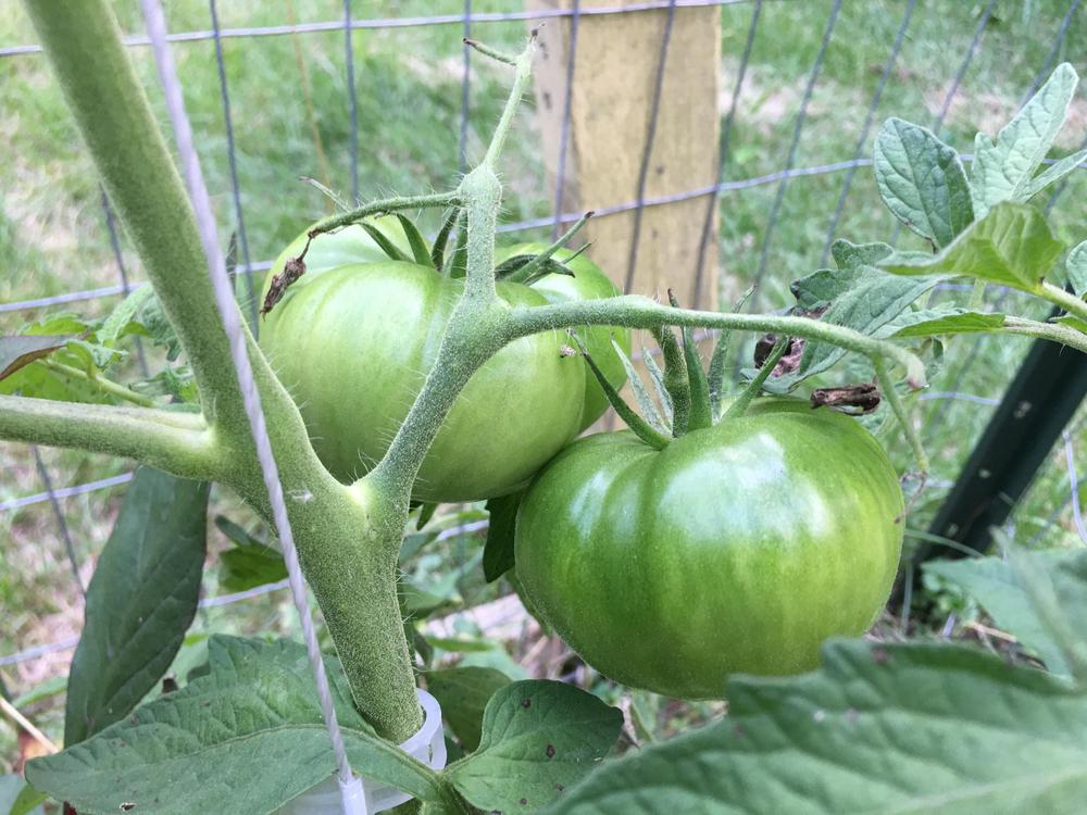 Photo of Tomato (Solanum lycopersicum 'Paul Robeson') uploaded by antsinmypants
