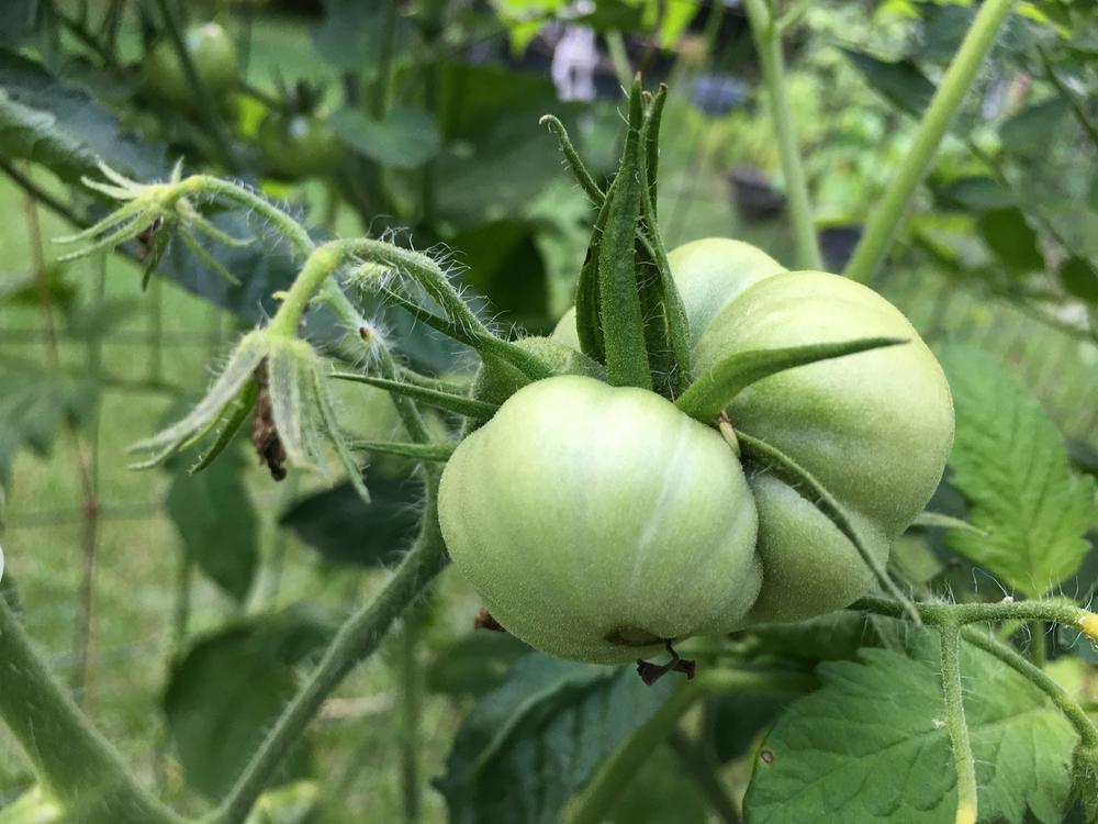 Photo of Tomato (Solanum lycopersicum 'Mortgage Lifter') uploaded by antsinmypants