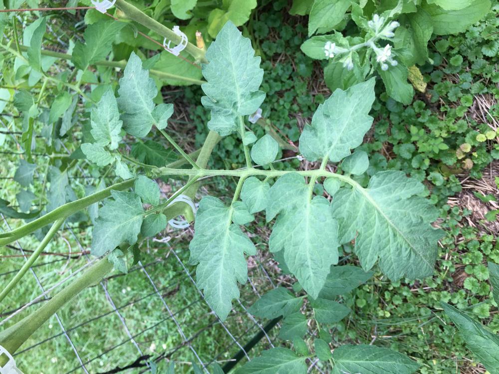 Photo of Tomato (Solanum lycopersicum 'Zapotec') uploaded by antsinmypants