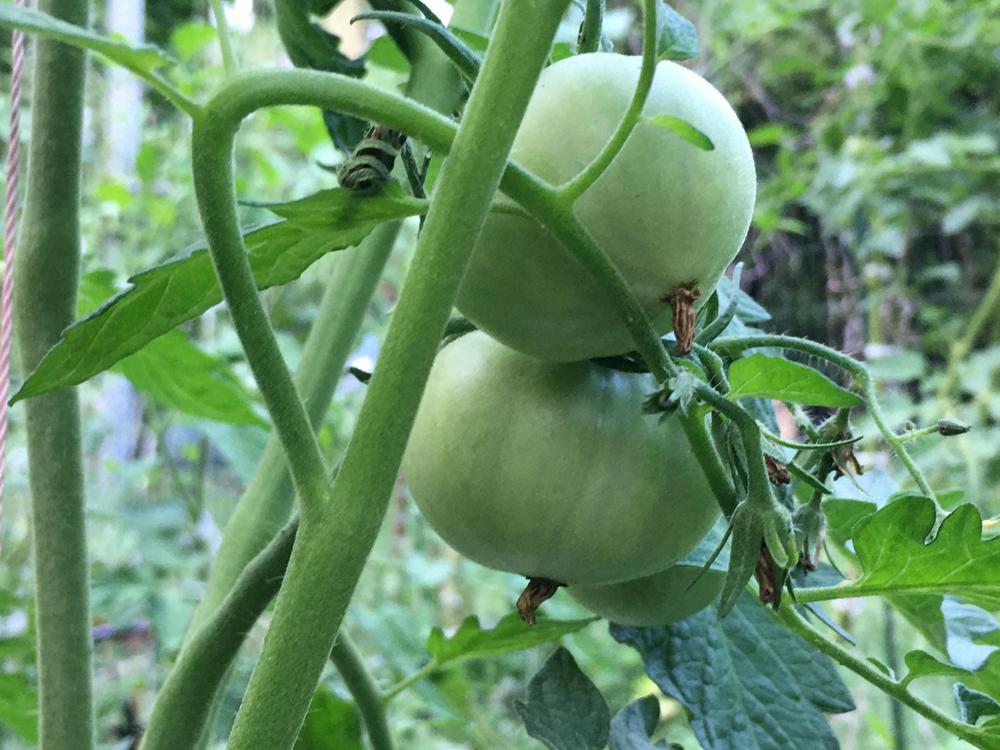 Photo of Tomato (Solanum lycopersicum 'Big Rainbow') uploaded by antsinmypants