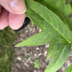 Location: Columbus, Ohio USA, Zone 6b
Date: 2023-07-31
With two Monarch butterfly eggs on leaves