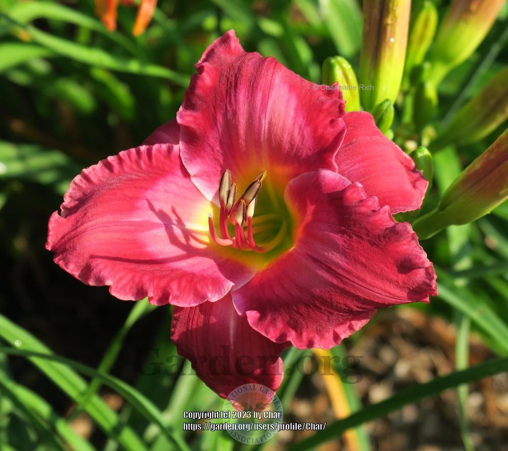 Photo of Daylily (Hemerocallis 'Crintonic In Living Color') uploaded by Char