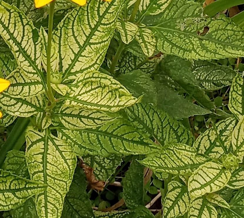 Photo of False Sunflower (Heliopsis helianthoides var. scabra Loraine Sunshine) uploaded by Elfenqueen