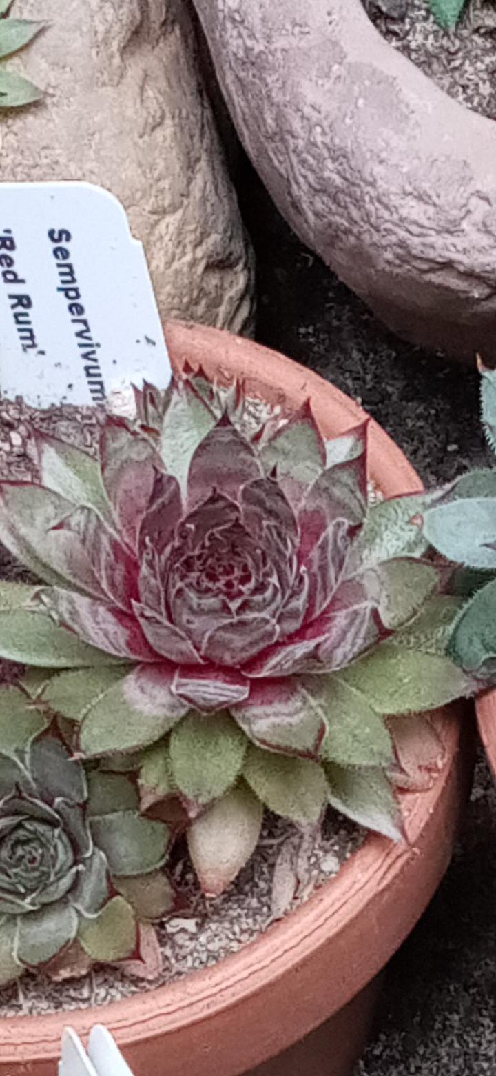 Photo of Hen and Chicks (Sempervivum 'Red Rum') uploaded by GentianGrower