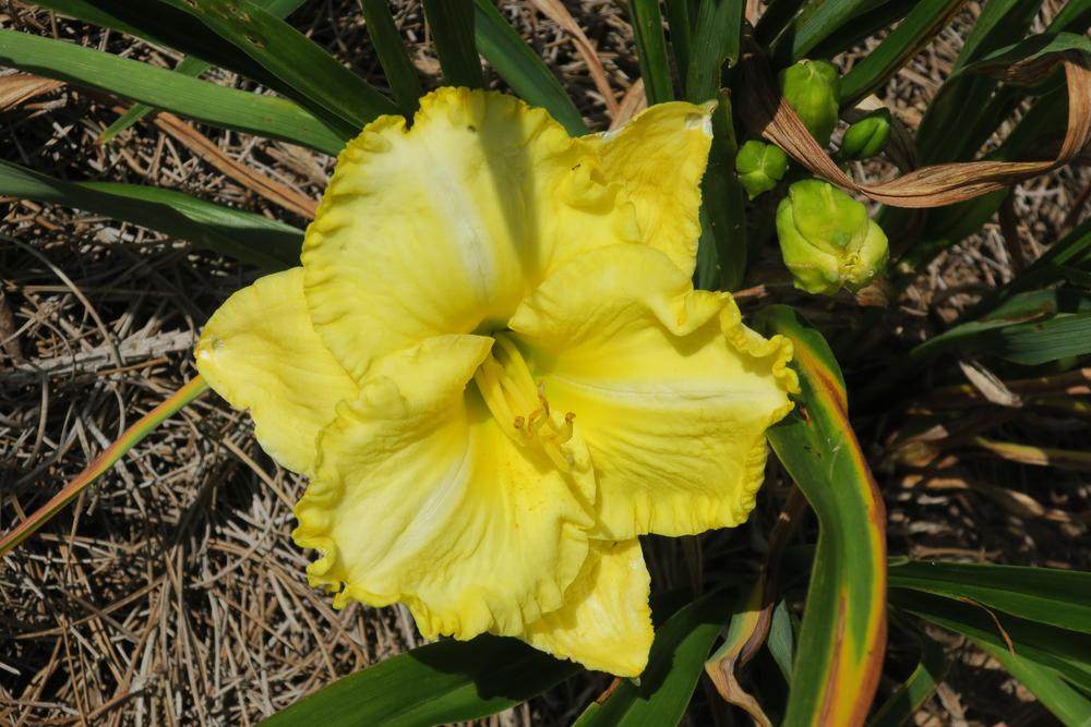 Photo of Daylily (Hemerocallis 'Annie Armstrong') uploaded by 2Dogsmother