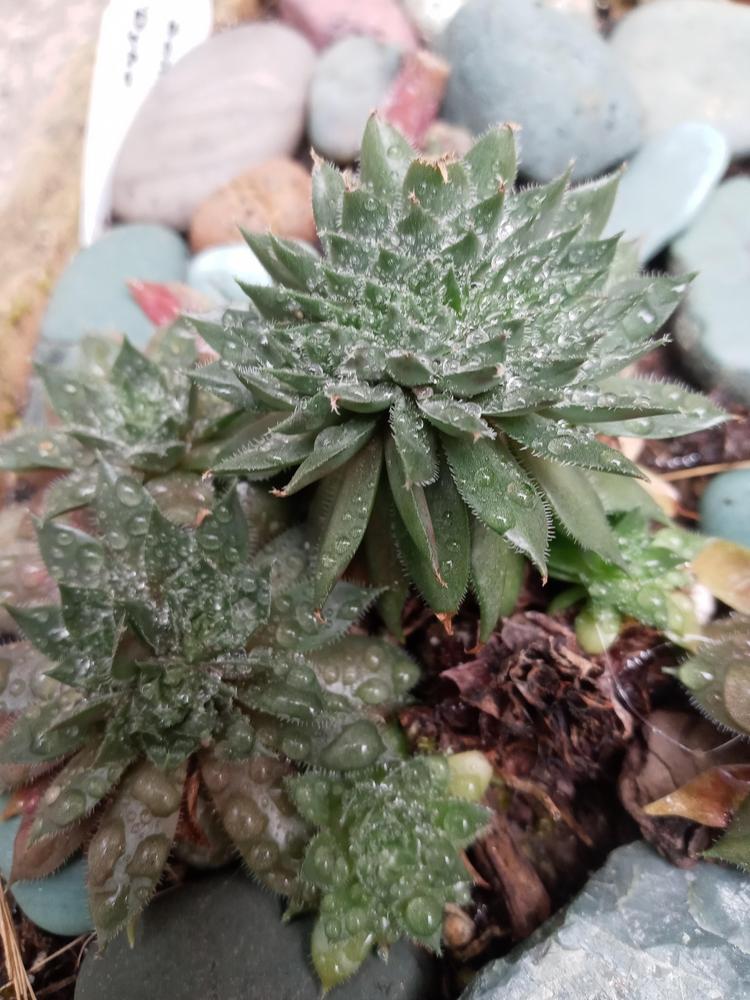 Photo of Hen and Chicks (Sempervivum 'Dyke') uploaded by GentianGrower