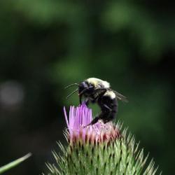 Location: Whitesboro, NY (Utica area)
Date: 2023-08-03
Bee on thisle