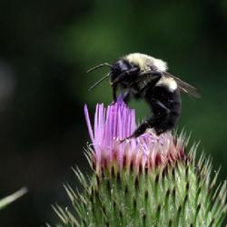 Location: Whitesboro, NY (Utica area)
Date: 2023-08-03
closer view bee on thistle