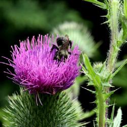 Location: Whitesboro, NY (Utica area)
Date: 2023-08-03
another bee on thisle bloom