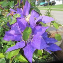 Location: Toronto, Ontario
Date: 2023-08-03
Clematis 'H.F. Young'.