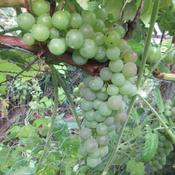 Seedless Grape (Vitis 'Canadice') fruit start to change color.