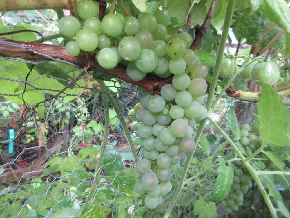Photo of Seedless Grape (Vitis 'Canadice') uploaded by janelp_lee