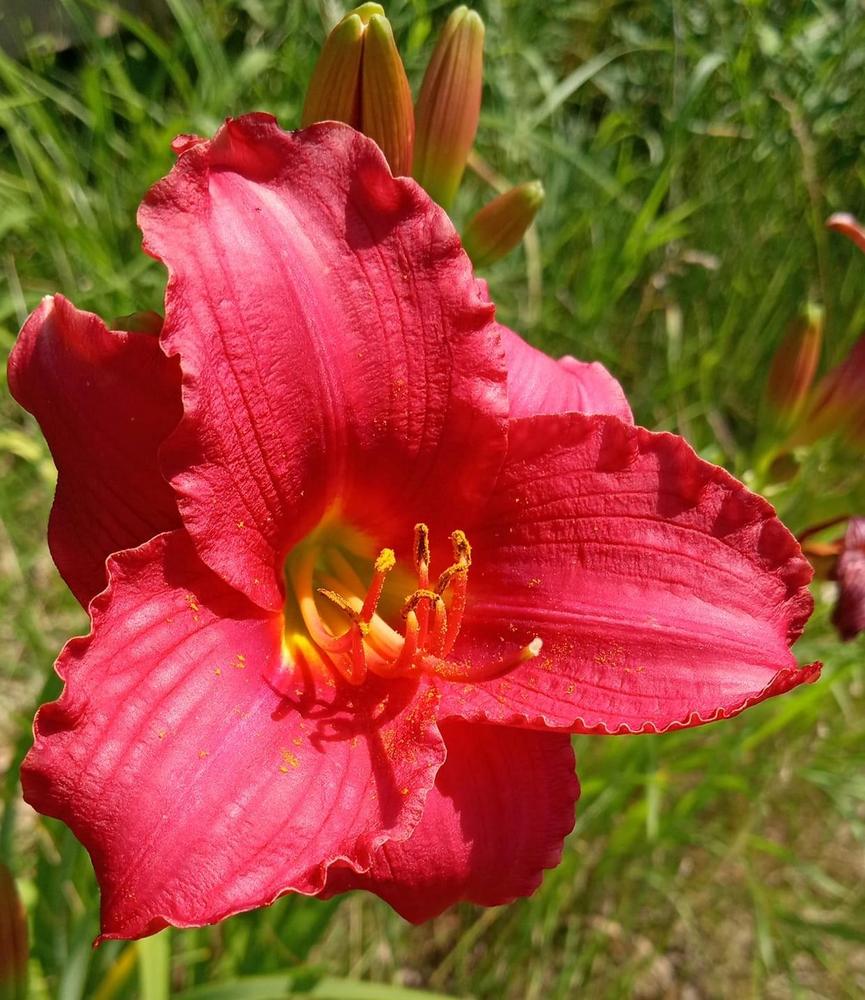 Photo of Daylily (Hemerocallis 'Siloam Toy Time') uploaded by Elfenqueen