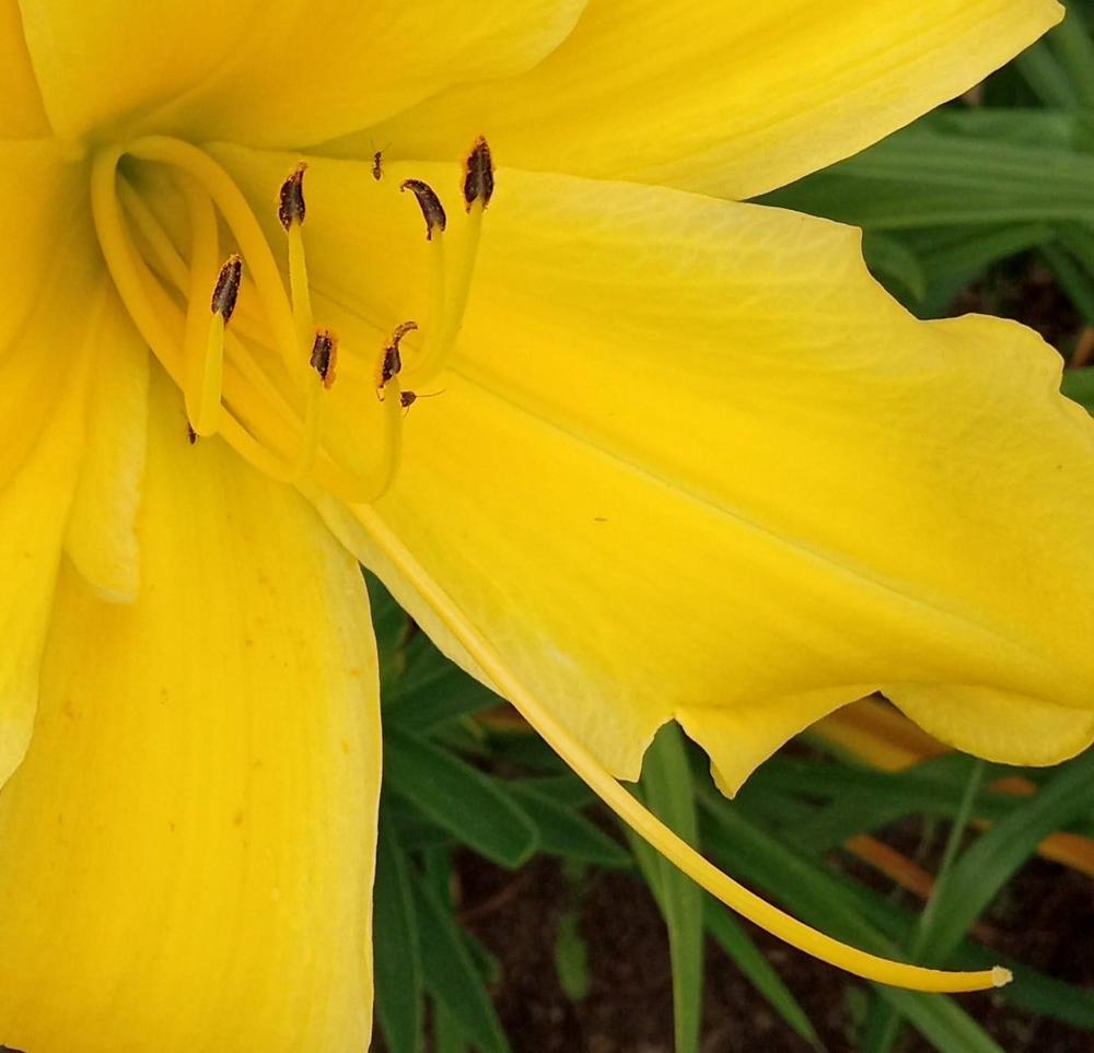 Photo of Daylily (Hemerocallis 'Goldner's Bouquet') uploaded by Elfenqueen