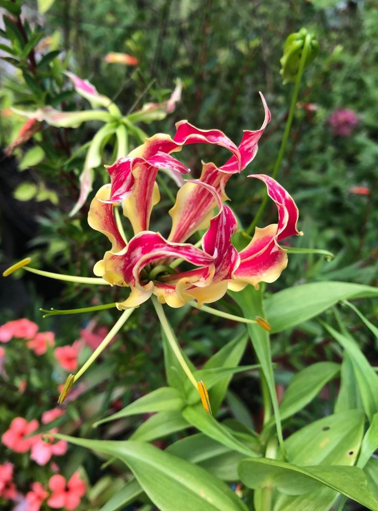 Photo of Gloriosa Lily (Gloriosa superba) uploaded by poisondartfrog