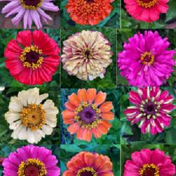 Location: Rozanowka, Lubusz, Poland  N 51.769245982024024, E 15.877304526985299
Date: August 5, 2023 6:20pm
the zinnia collection grown from seed in my garden 2023