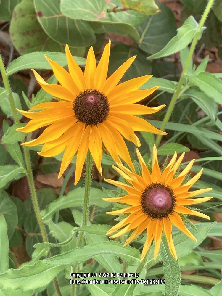 Photo of Black Eyed Susans (Rudbeckia) uploaded by BellaKelly