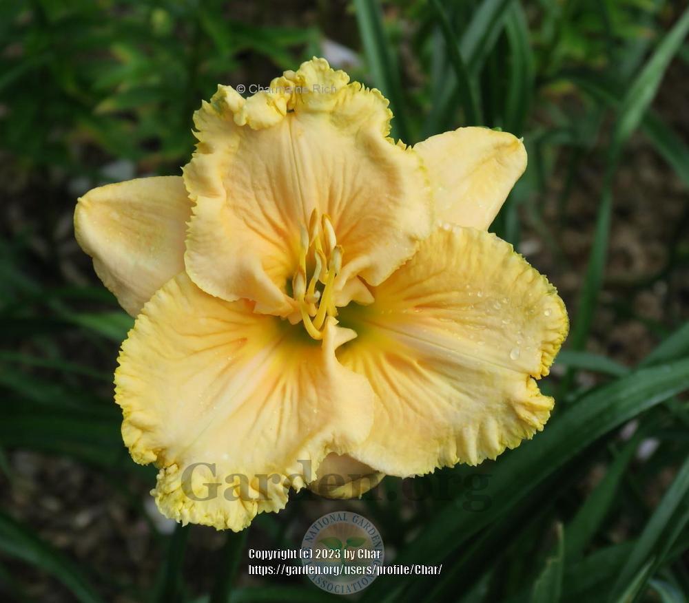 Photo of Daylily (Hemerocallis 'Smooth Groove') uploaded by Char