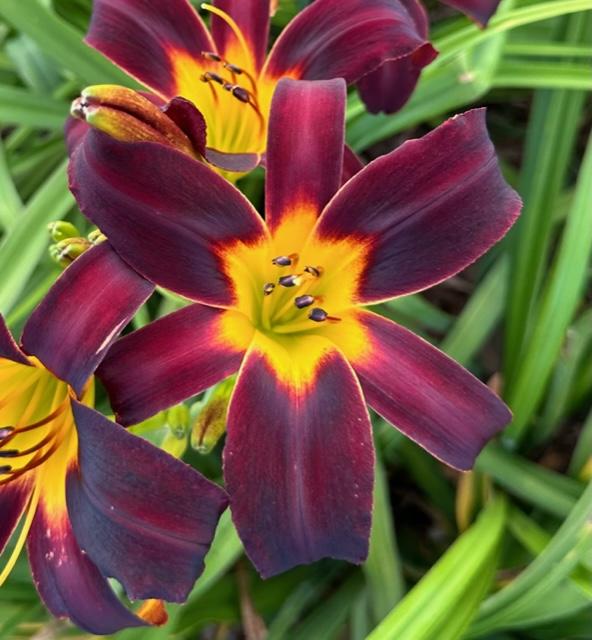 Photo of Daylily (Hemerocallis 'Small Carbon Footprint') uploaded by jkporter