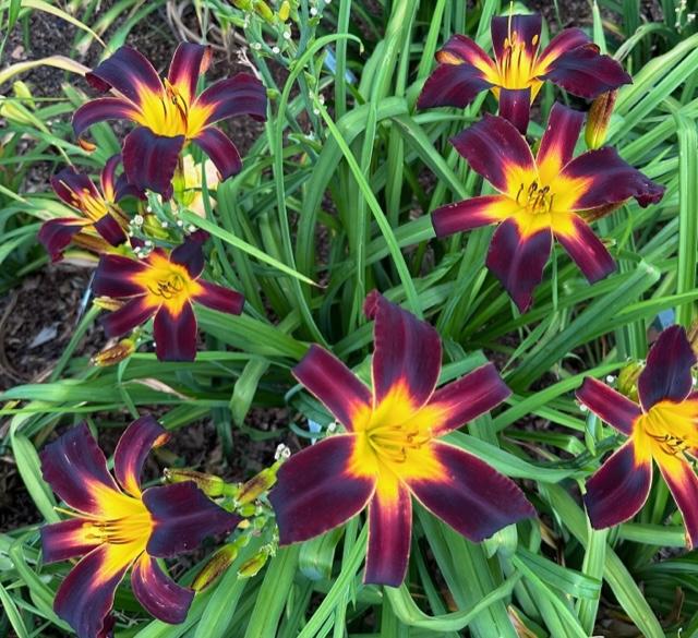 Photo of Daylily (Hemerocallis 'Small Carbon Footprint') uploaded by jkporter