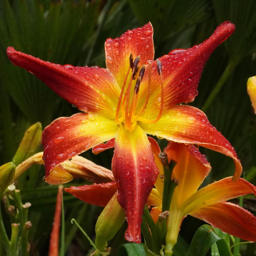 Photo of Daylily (Hemerocallis 'All American Chief') uploaded by D3LL