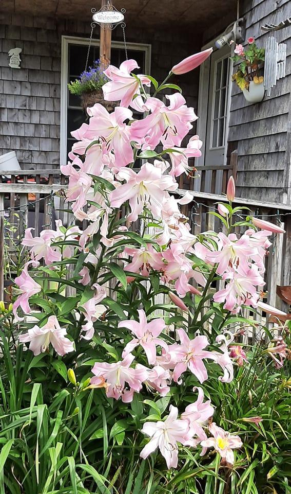 Photo of Lilies (Lilium) uploaded by pixie62560