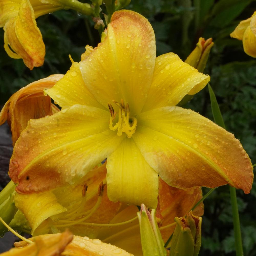 Photo of Daylily (Hemerocallis 'Valley Monster') uploaded by D3LL