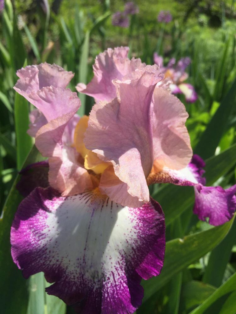 Photo of Tall Bearded Iris (Iris 'Change of Pace') uploaded by LINDAKOGOJ