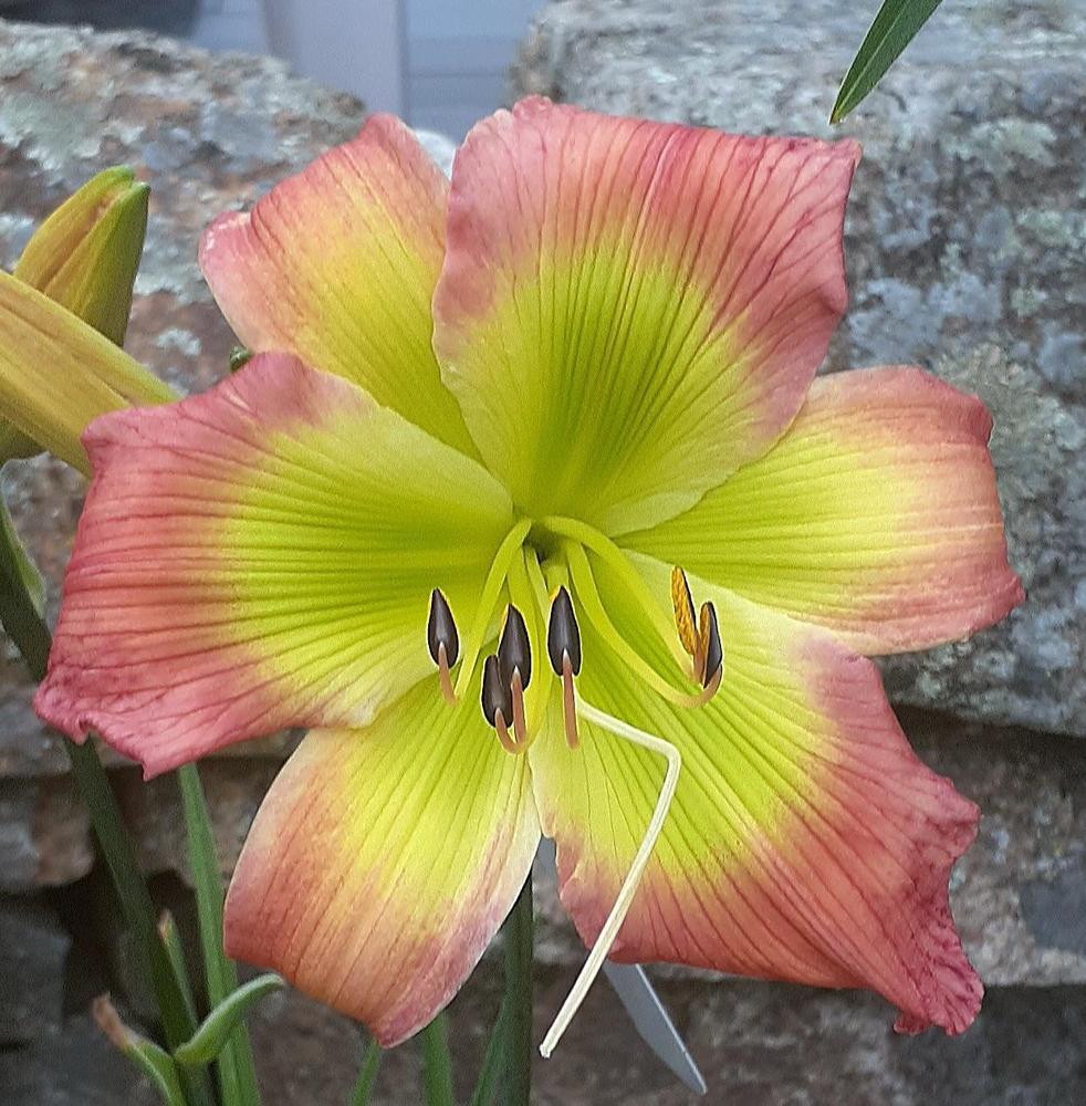 Photo of Daylily (Hemerocallis 'Search for Green Pastures') uploaded by Passionate4gardening