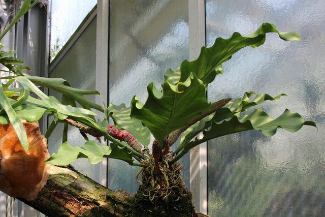 Photo of Birdnest Anthurium (Anthurium plowmanii) uploaded by RuuddeBlock