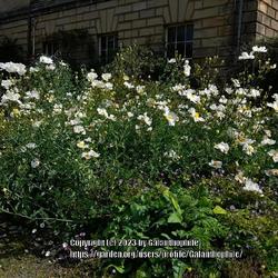 Location: Howick Hall gardens, Northumberland, England UK 
Date: 2023-08-08
Romneya coulteri