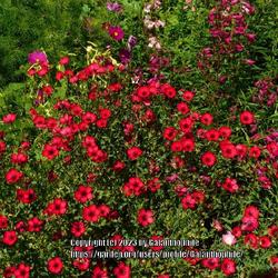 Location: Howick Hall gardens, Northumberland, England UK 
Date: 2023-08-08
Linum grandiflorum 'Rubrum'