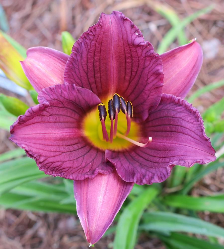 Photo of Daylily (Hemerocallis 'Purple De Oro') uploaded by 2Dogsmother